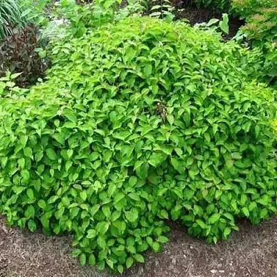 Дерен КЕЛСЕИ шелковистый   Дерен КЕЛСЕИ шелковистый  в Нижнем Тагиле