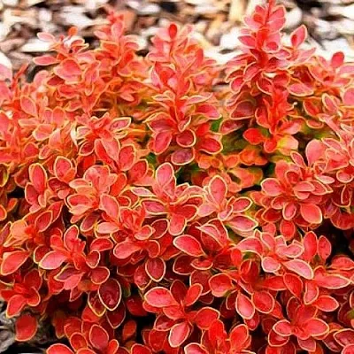 Барбарис КОРАЛ тунберга в Нижнем Тагиле