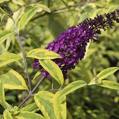 Буддлея давида САНТАНА  в Нижнем Тагиле