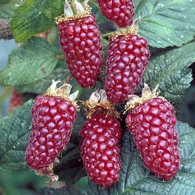 Ежемалина ТАЙБЕРРИ в Нижнем Тагиле