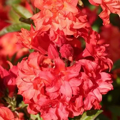 Азалия ФОЙЕРКОПФЕН крупноцветковая  Азалия ФОЙЕРКОПФЕН крупноцветковая в Нижнем Тагиле
