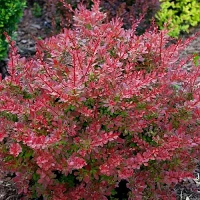 Барбарис ГОЛДЕН РИНГ тунберга в Нижнем Тагиле