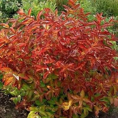 Вейгела ОГНЕННЫЕ КРЫЛЬЯ в Нижнем Тагиле