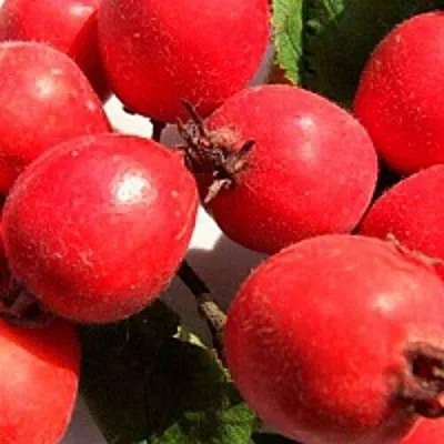 Боярышник КРУПНОПЛОДНЫЙ  Боярышник КРУПНОПЛОДНЫЙ в Нижнем Тагиле