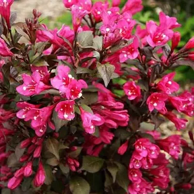 Вейгела БЛЭК РУБИ  Вейгела БЛЭК РУБИ в Нижнем Тагиле