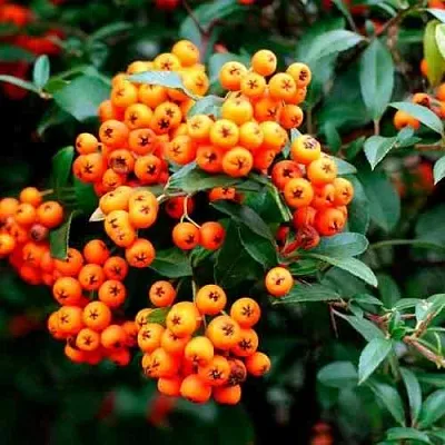 Пираканта ОРАНЖ ГЛОУ  Пираканта ОРАНЖ ГЛОУ в Нижнем Тагиле