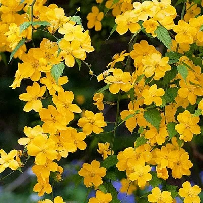 Керрия в Нижнем Тагиле