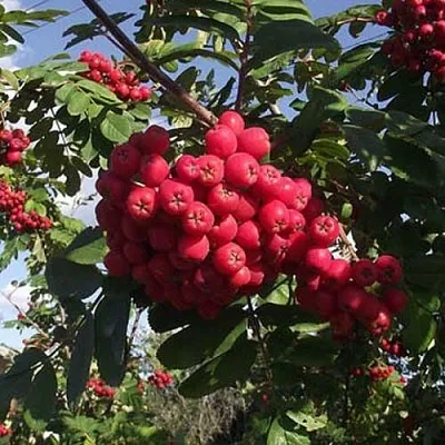 Рябина МОРАВСКАЯ сладкоплодная  Рябина МОРАВСКАЯ сладкоплодная в Нижнем Тагиле