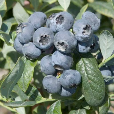 Голубика БРИГИТТА — описание сорта Голубика БРИГИТТА в Нижнем Тагиле