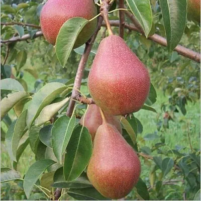 Груша РУМЯНАЯ КЕДРИНА  Груша РУМЯНАЯ КЕДРИНА в Нижнем Тагиле