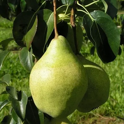 Груша МИНСКАЯ колонновидная  Груша МИНСКАЯ колонновидная в Нижнем Тагиле