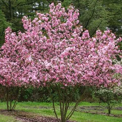 Яблоня РУДОЛЬФ декоративная   Яблоня РУДОЛЬФ декоративная  в Нижнем Тагиле