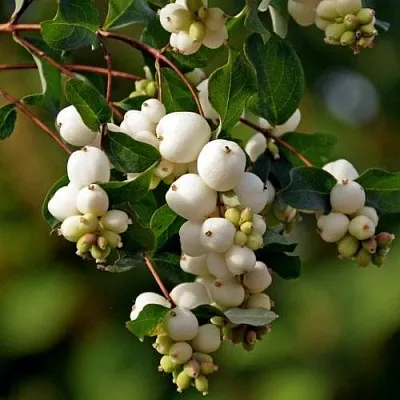 Снежноягодник в Нижнем Тагиле