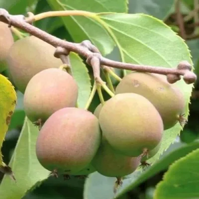 Актинидия ГИБРИДНАЯ КОЛБАСИНОЙ в Нижнем Тагиле