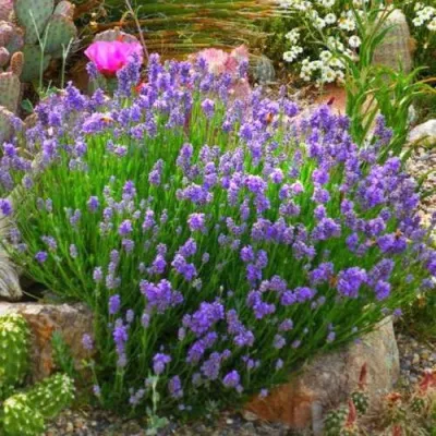 Лаванда ДВАРФ БЛЮ узколистная — описание сорта Лаванда ДВАРФ БЛЮ узколистная в Нижнем Тагиле