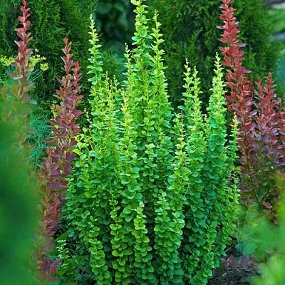 Барбарис ЭРЕКТА тунберга в Нижнем Тагиле