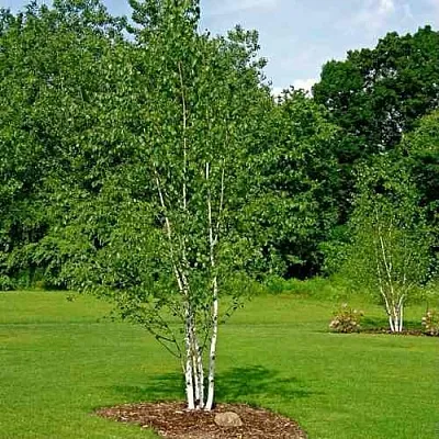 Береза бумажная  Береза бумажная в Нижнем Тагиле