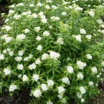 Спирея АЛЬБИФЛОРА японская в Нижнем Тагиле