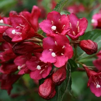 Вейгела ЕВА РАТКЕ в Нижнем Тагиле