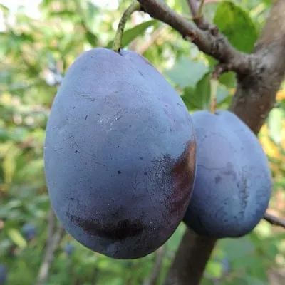 Слива АМЕРС  Слива АМЕРС в Нижнем Тагиле