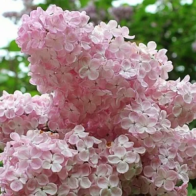 Сирень ВЕЧЕРНИЙ ЗВОН в Нижнем Тагиле