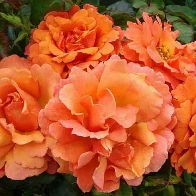 Саженцы роз БРИДЖ ОФ САЙЗ плетистая  Саженцы роз БРИДЖ ОФ САЙЗ плетистая в Нижнем Тагиле