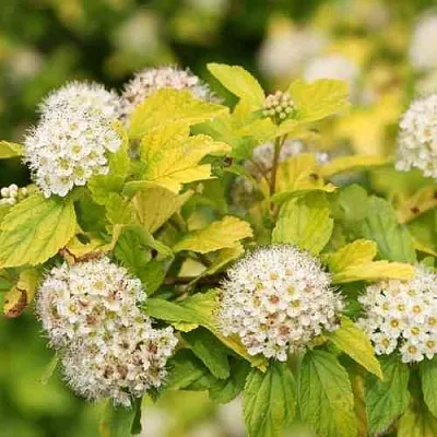 Пузыреплодник АНГЕЛ ГОЛД  Пузыреплодник АНГЕЛ ГОЛД в Нижнем Тагиле