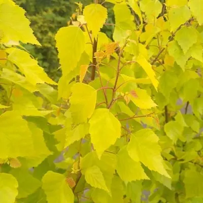 Берёза ГОЛДЕН ОБЕЛИСК повислая   Берёза ГОЛДЕН ОБЕЛИСК повислая  в Нижнем Тагиле