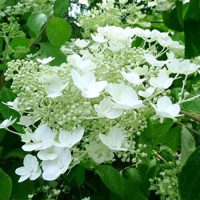 Гортензия УАЙТ ДОМ древовидная в Нижнем Тагиле