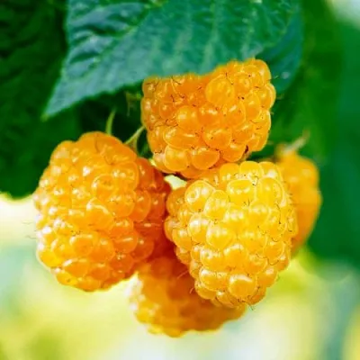 Малина МЕДОВАЯ  Малина МЕДОВАЯ в Нижнем Тагиле