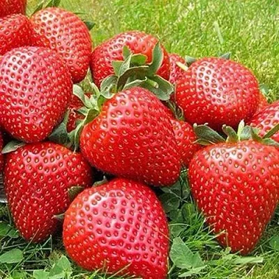 Клубника ЭЛИАНЕ в Нижнем Тагиле