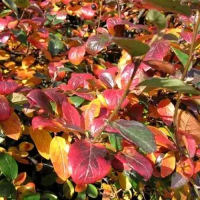 Кизильник блестящий в Нижнем Тагиле