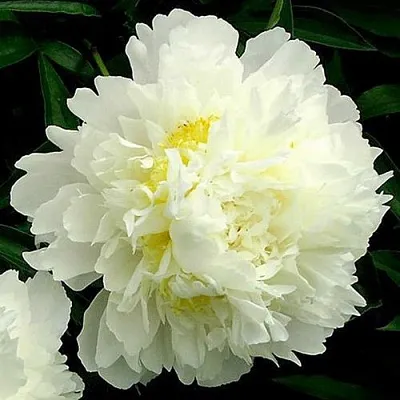 Пион ЗОЛОТОЙ ОРЕОЛ травянистый  Пион ЗОЛОТОЙ ОРЕОЛ травянистый в Нижнем Тагиле