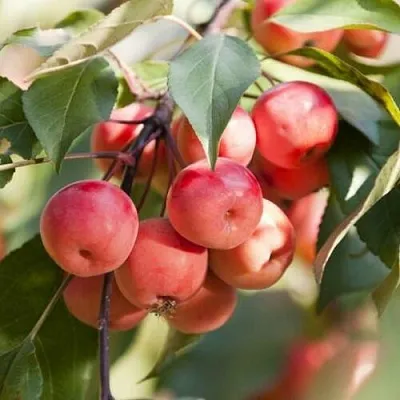 Яблоня ВИШНЕПЛОДНАЯ декоративная  Яблоня ВИШНЕПЛОДНАЯ декоративная в Нижнем Тагиле