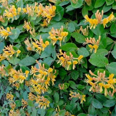 Жимолость ТЕЛЬМАНА в Нижнем Тагиле