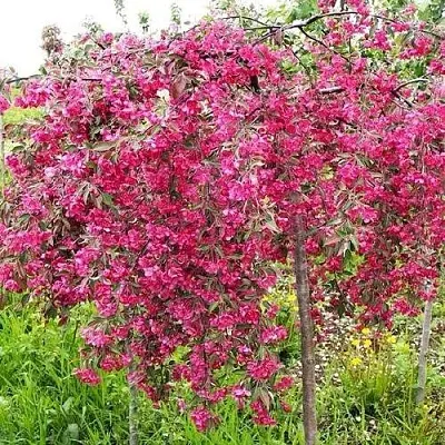 Яблоня КИНГ БЬЮТИ декоративная  Яблоня КИНГ БЬЮТИ декоративная в Нижнем Тагиле