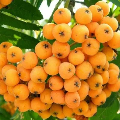 Рябина НЕВЕЖИНСКАЯ ЖЕЛТАЯ сладкоплодная — описание сорта Рябина НЕВЕЖИНСКАЯ ЖЕЛТАЯ сладкоплодная в Нижнем Тагиле