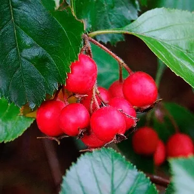 Боярышник ЛЮДМИЛ  Боярышник ЛЮДМИЛ в Нижнем Тагиле