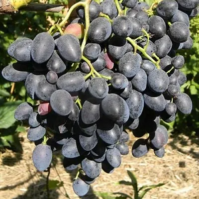 Виноград НАДЕЖДА АЗОС  Виноград НАДЕЖДА АЗОС в Нижнем Тагиле