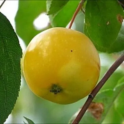 Яблоня КИТАЙКА ЖЁЛТАЯ колонновидная в Нижнем Тагиле