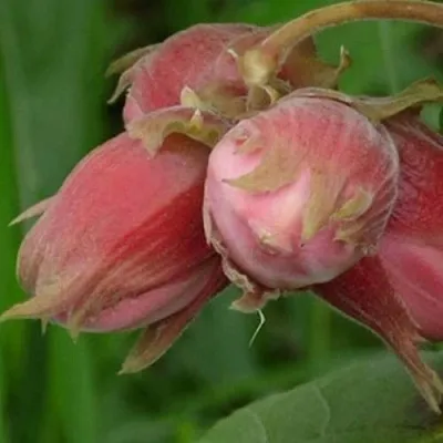 Фундук АКАДЕМИК ЯБЛОКОВ  Фундук АКАДЕМИК ЯБЛОКОВ в Нижнем Тагиле