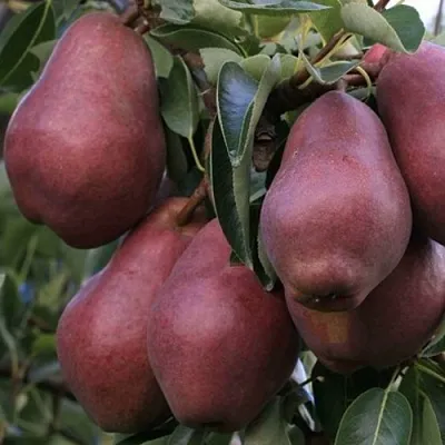 Груша РЕД ВИЛЬЯМС  Груша РЕД ВИЛЬЯМС в Нижнем Тагиле