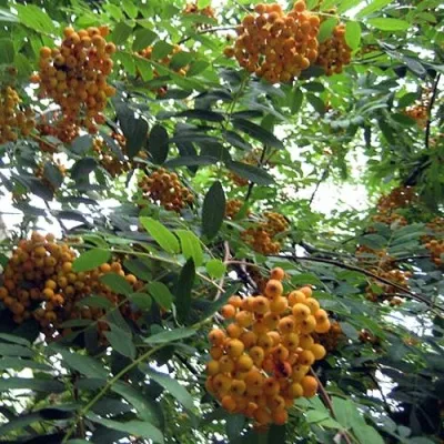 Рябина НЕВЕЖИНСКАЯ ЖЕЛТАЯ сладкоплодная — описание сорта Рябина НЕВЕЖИНСКАЯ ЖЕЛТАЯ сладкоплодная в Нижнем Тагиле