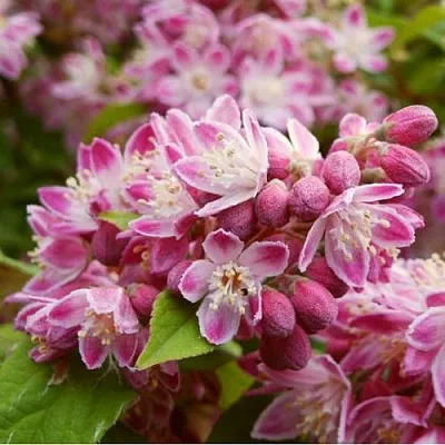 Дейция СТРОБЕРРИ ФИЛДС  в Нижнем Тагиле