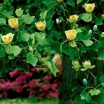 Лириодендрон   Лириодендрон  в Нижнем Тагиле