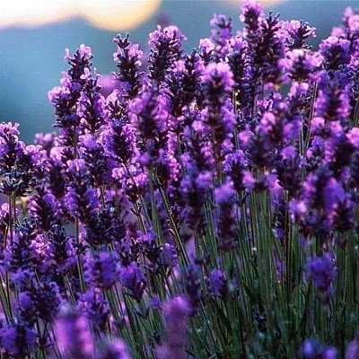 Лаванда в Нижнем Тагиле