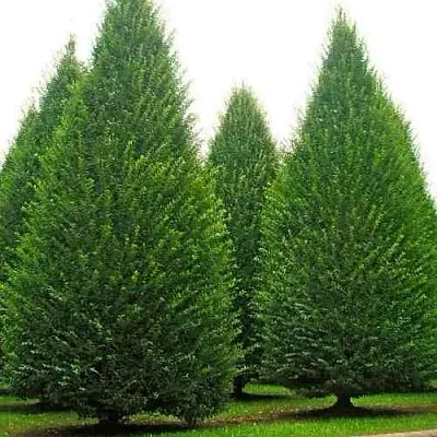 Граб   Граб  в Нижнем Тагиле