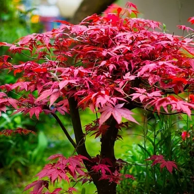 Клен дланевидный АТРОПУРПУРЕУМ  Клен дланевидный АТРОПУРПУРЕУМ в Нижнем Тагиле