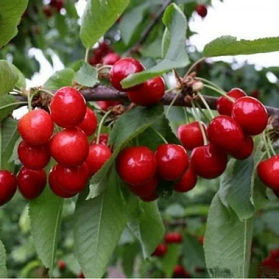 Черешня ДОНЕЦКАЯ КРАСАВИЦА  Черешня ДОНЕЦКАЯ КРАСАВИЦА в Нижнем Тагиле