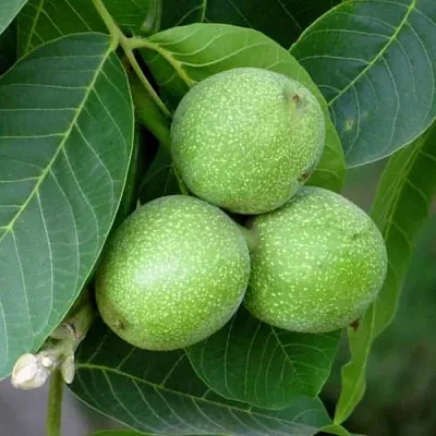 Грецкий орех ЮРИЙ ГАГАРИН  Грецкий орех ЮРИЙ ГАГАРИН в Нижнем Тагиле